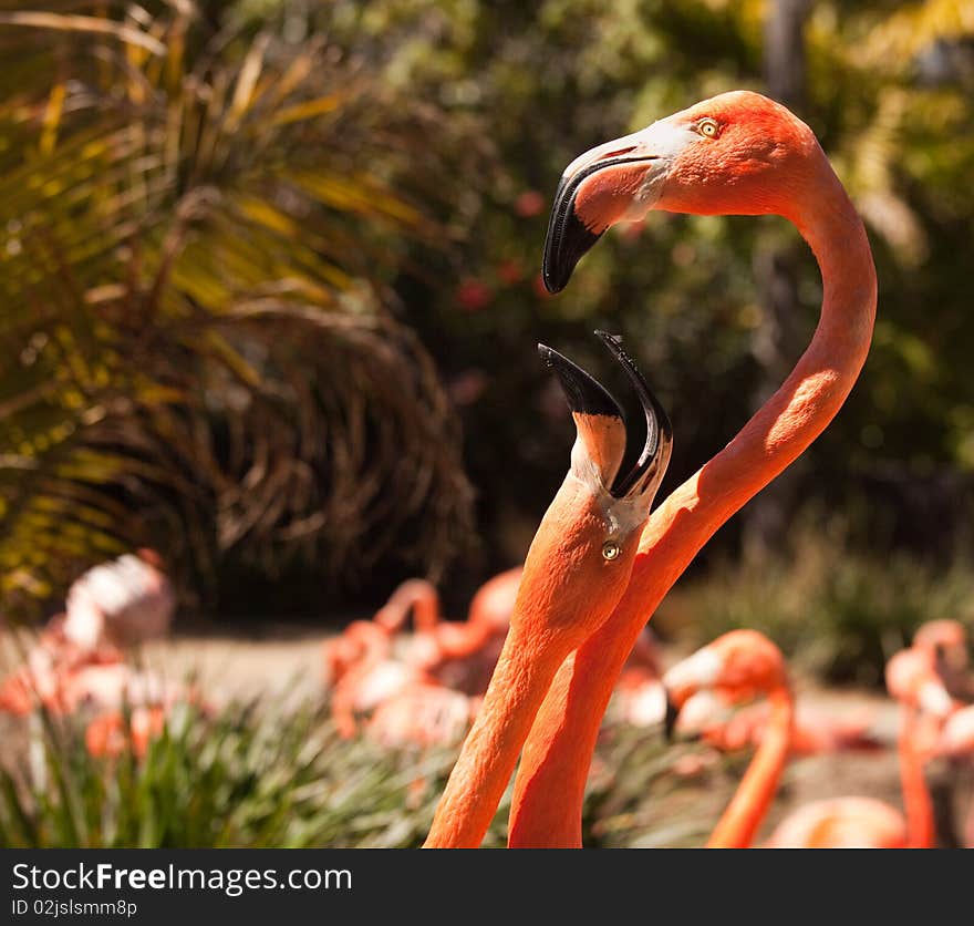 Two Beautiful Flamingos Performing Their Mating Ritual. Two Beautiful Flamingos Performing Their Mating Ritual.