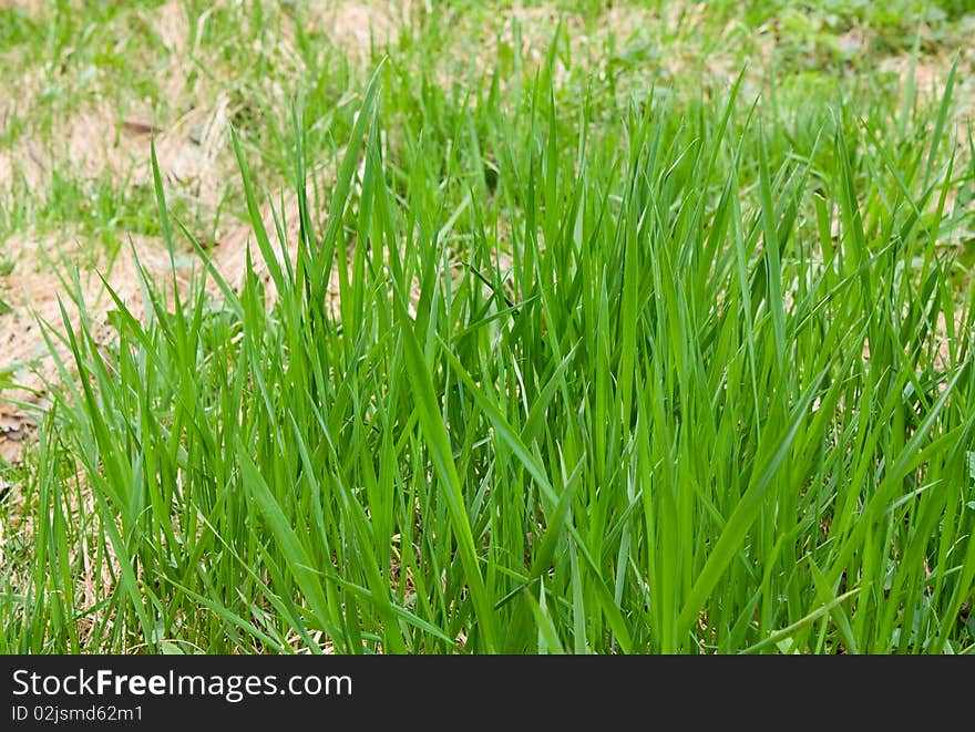 Lawn of the bright green grass closeup. Lawn of the bright green grass closeup