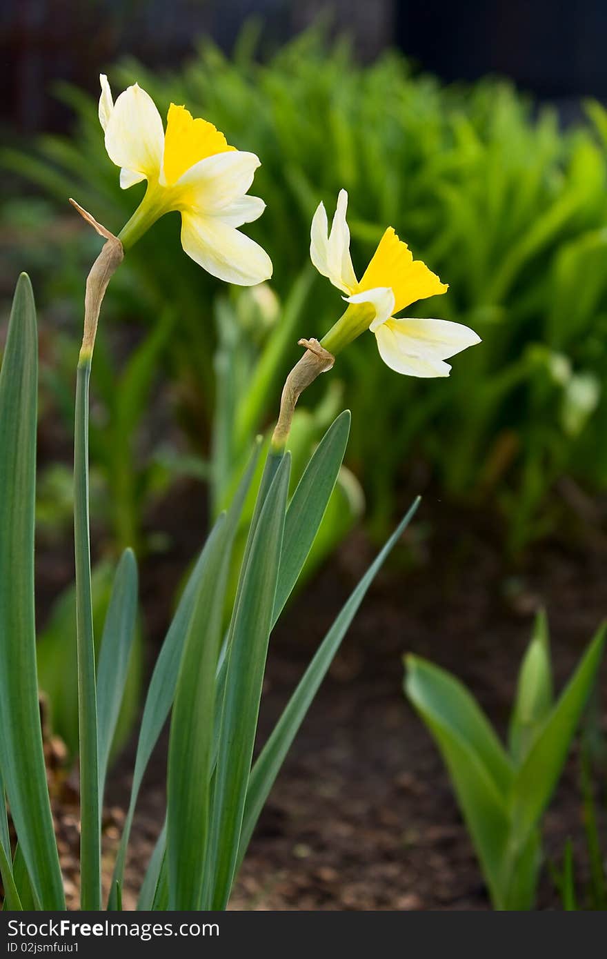 Beautiful bright yellow bloom in the spring narcissuses