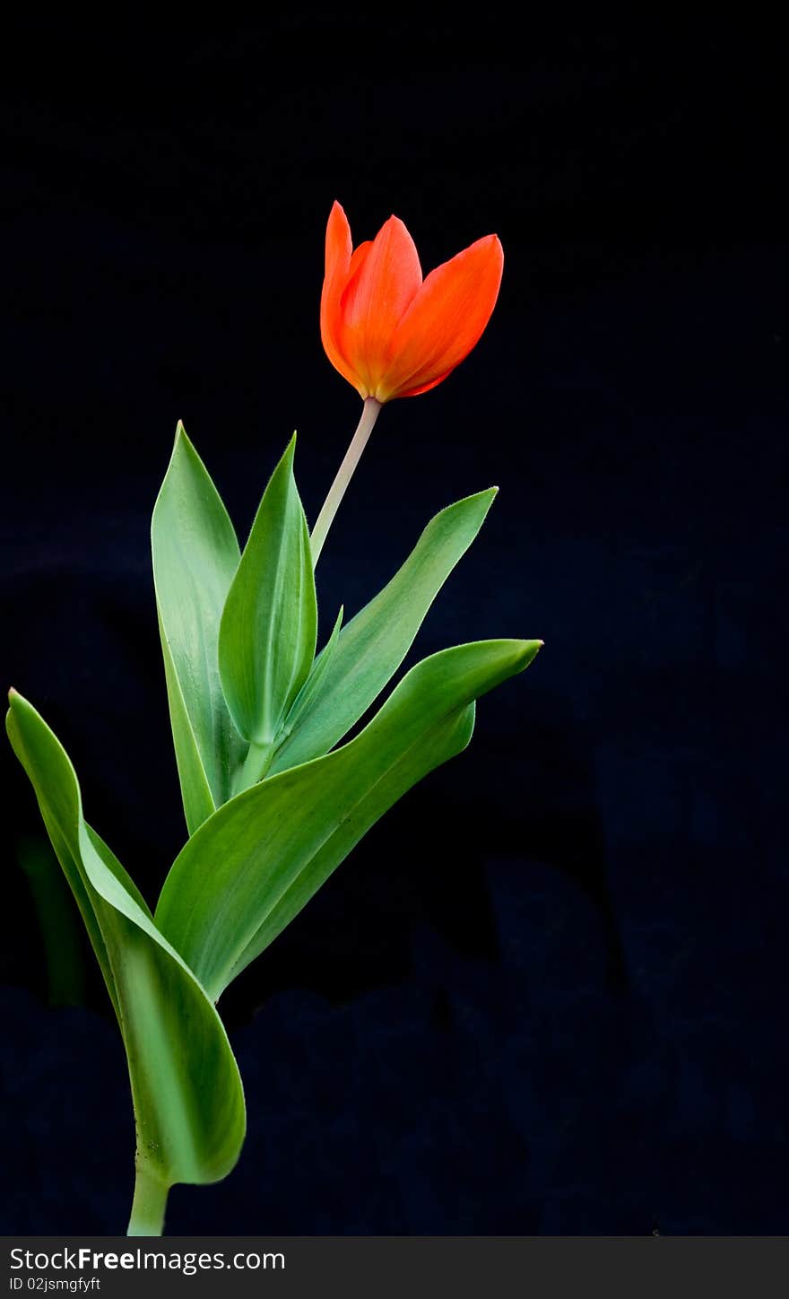 Beautiful bright red tulip on black background