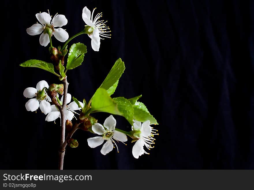 Beautiful flowers blooming cherry on a black background. Beautiful flowers blooming cherry on a black background