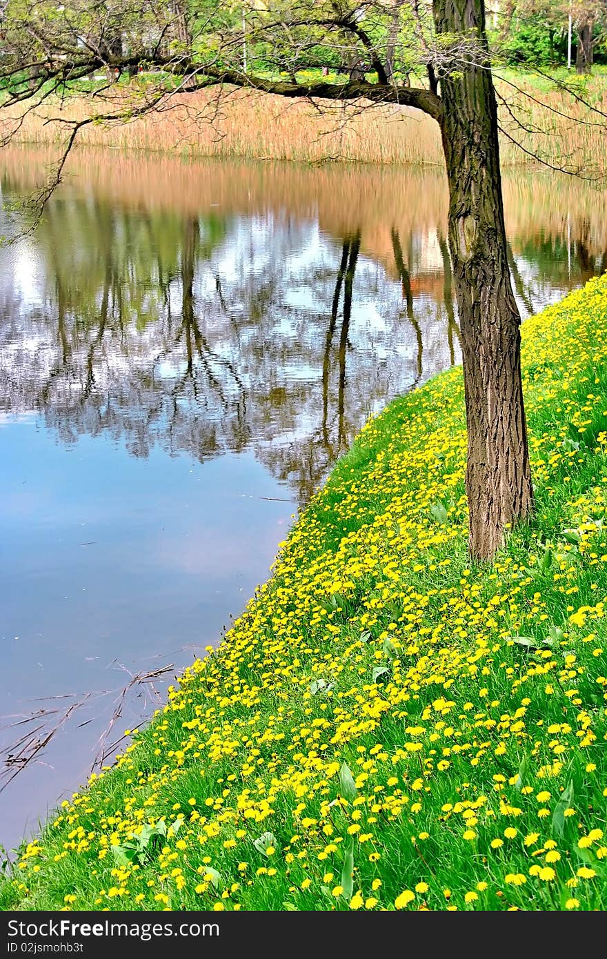 Spring park with dandelions and lake. Spring park with dandelions and lake.