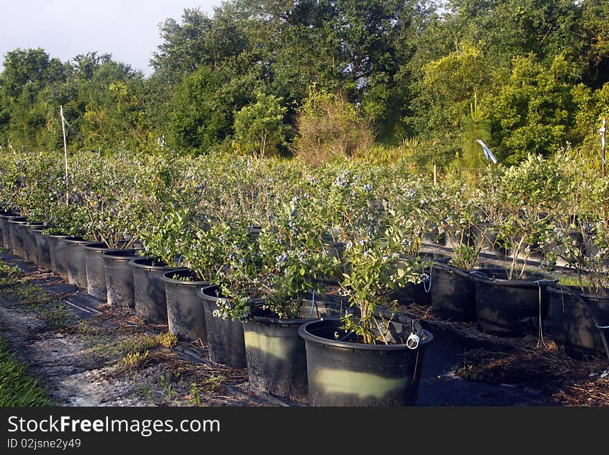 Blueberry Field