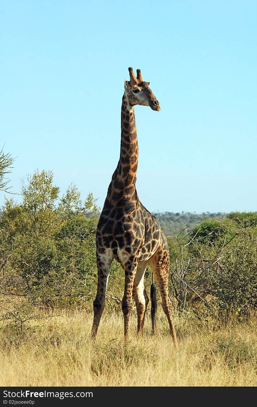 Giraffe in the bushveld of the Kruger Park, South Africa.