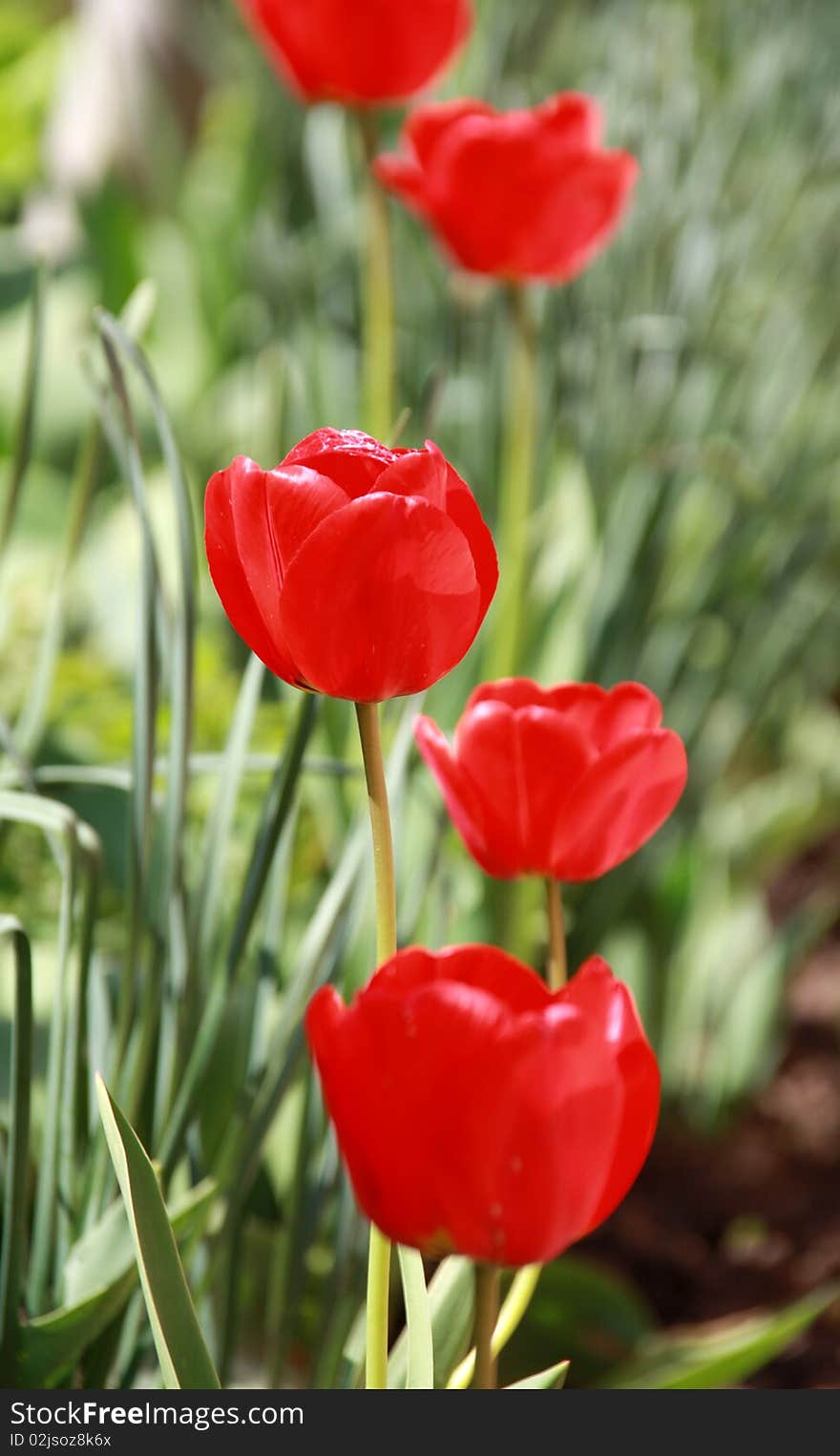 Spring tulip. Red flower outdoor