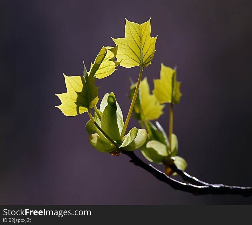 Young Maple leaves