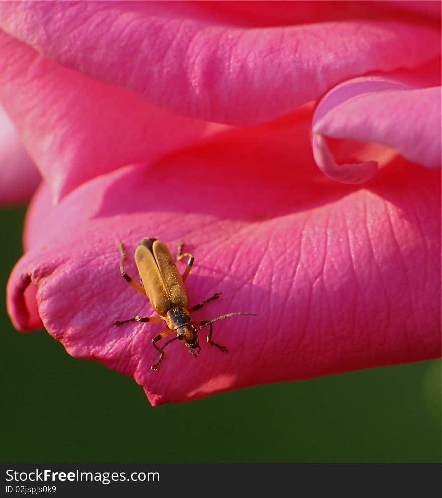 Pink rose with yellow beetle