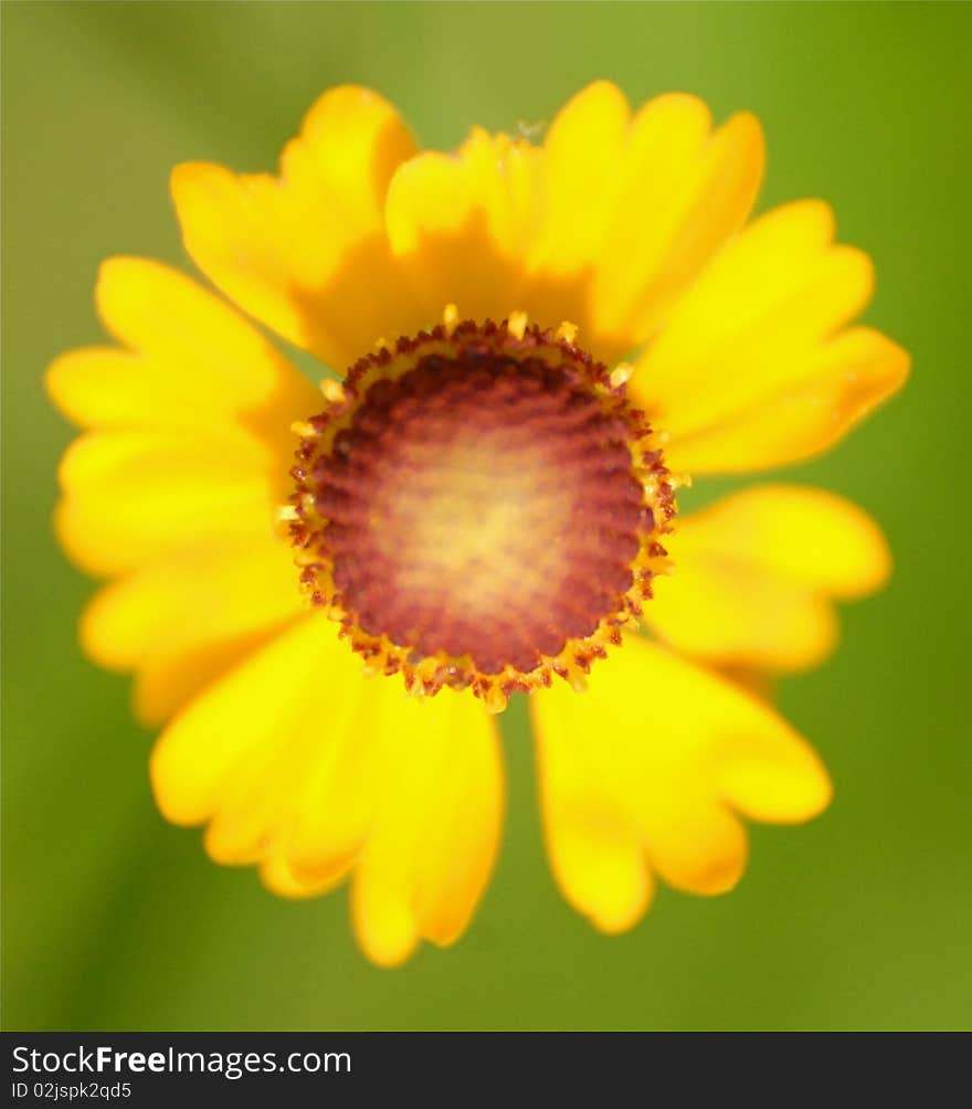 Bright yellow wildflower