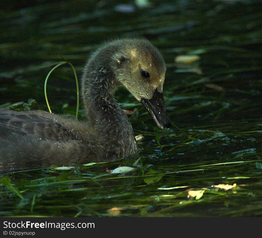 Gosling in reflected sunlight