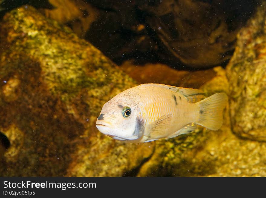 Yellow Cichlid in Aquarium