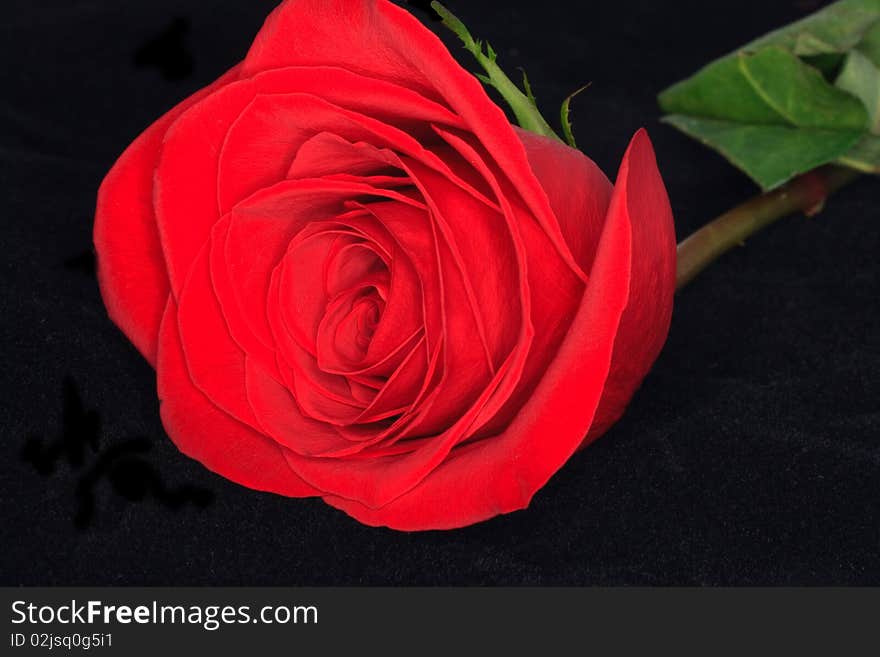 Single Red Rose