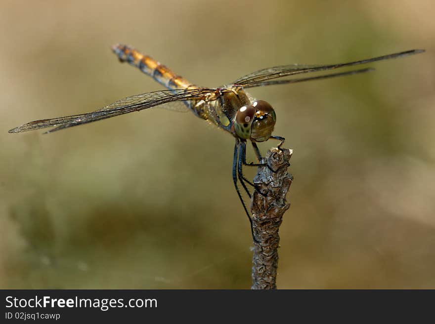 Female Sympetrum striolatum major sporting