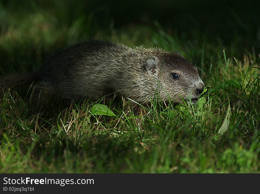 A groundhog pup wanders from his den to explore in the summer shadows.