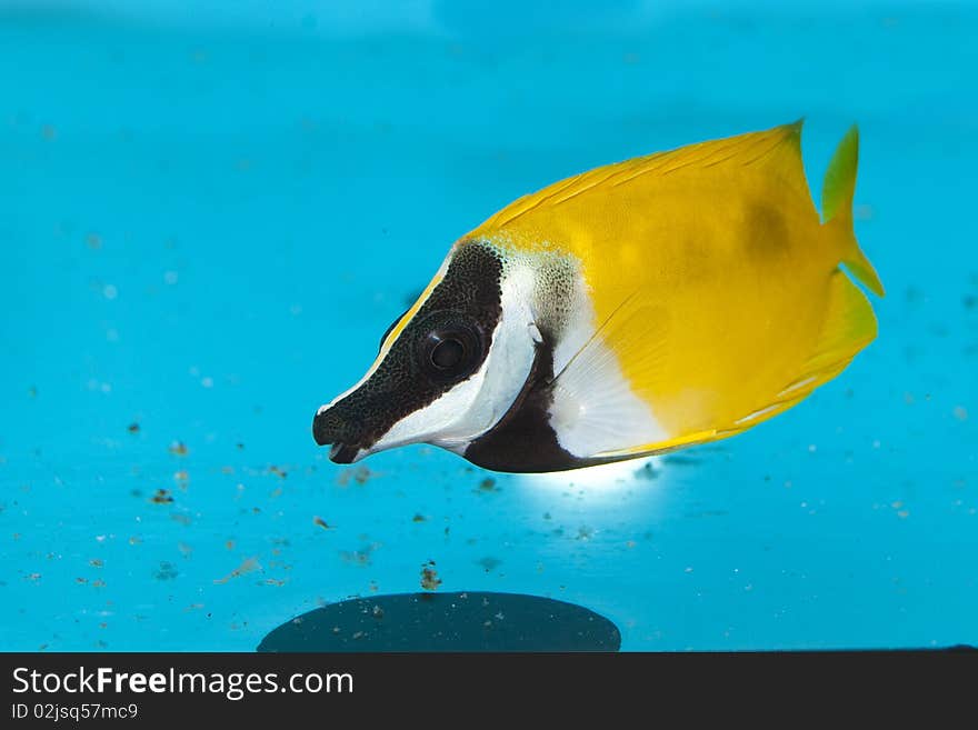 Foxface Lo (Siganus vulpinus) in Aquarium. Foxface Lo (Siganus vulpinus) in Aquarium