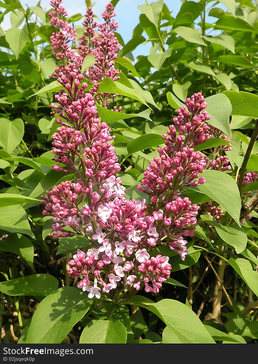 Pink flowers