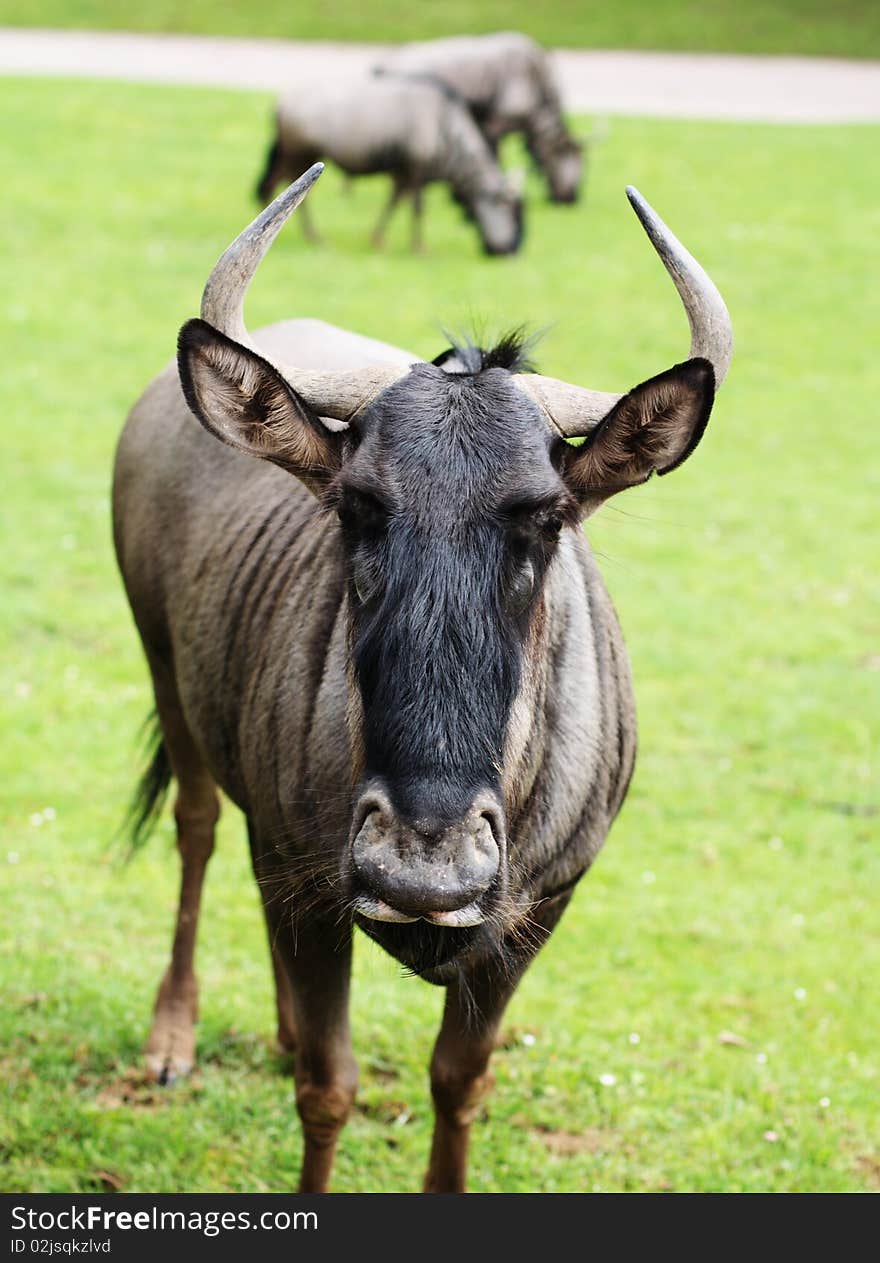 The Blue Wildebeest also called the Common Wildebeest, is a large antelope. The male is highly territorial using scent markings and other devices to protect his domain. The largest population is in the Serengeti, numbering over one million animals. The Blue Wildebeest also called the Common Wildebeest, is a large antelope. The male is highly territorial using scent markings and other devices to protect his domain. The largest population is in the Serengeti, numbering over one million animals.