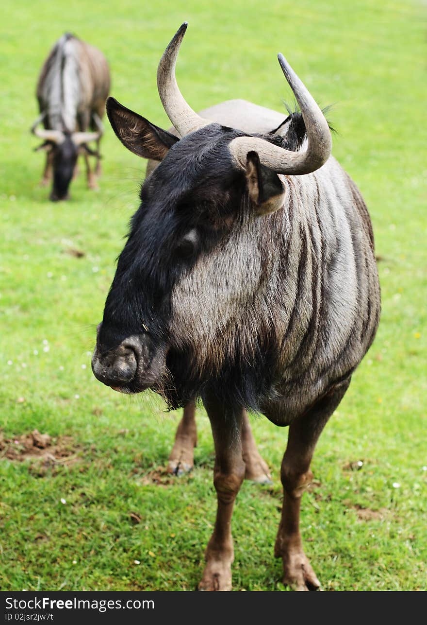 The Blue Wildebeest also called the Common Wildebeest, is a large antelope. The male is highly territorial using scent markings and other devices to protect his domain. The largest population is in the Serengeti, numbering over one million animals. The Blue Wildebeest also called the Common Wildebeest, is a large antelope. The male is highly territorial using scent markings and other devices to protect his domain. The largest population is in the Serengeti, numbering over one million animals.