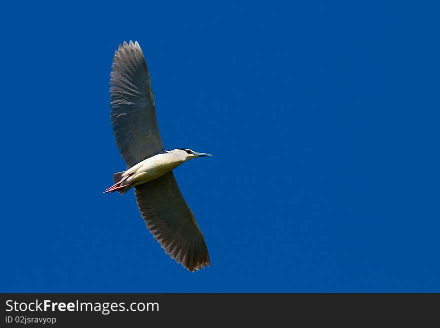 Black Crowned Night Heron in flight