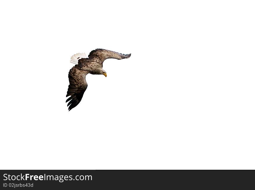 White Tailed Eagle In Flight