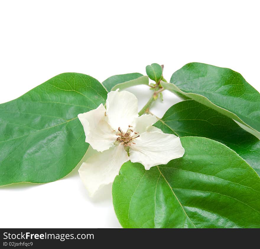 Branch With Juicy Green Leaves And A White Flower