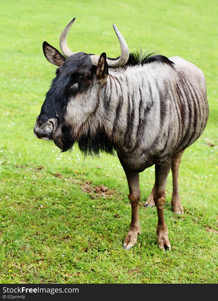 The Blue Wildebeest also called the Common Wildebeest, is a large antelope. The male is highly territorial using scent markings and other devices to protect his domain. The largest population is in the Serengeti, numbering over one million animals. The Blue Wildebeest also called the Common Wildebeest, is a large antelope. The male is highly territorial using scent markings and other devices to protect his domain. The largest population is in the Serengeti, numbering over one million animals.