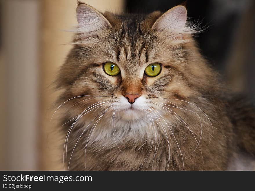 Siberian cat with green eyes