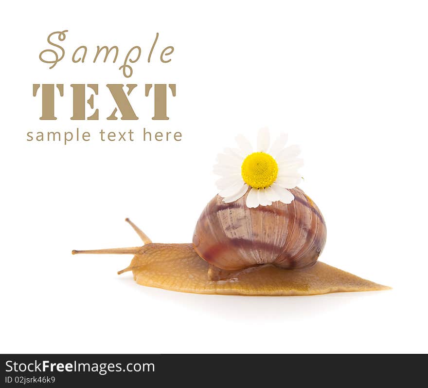 Creeping snail with a camomile flower isolated on a white background