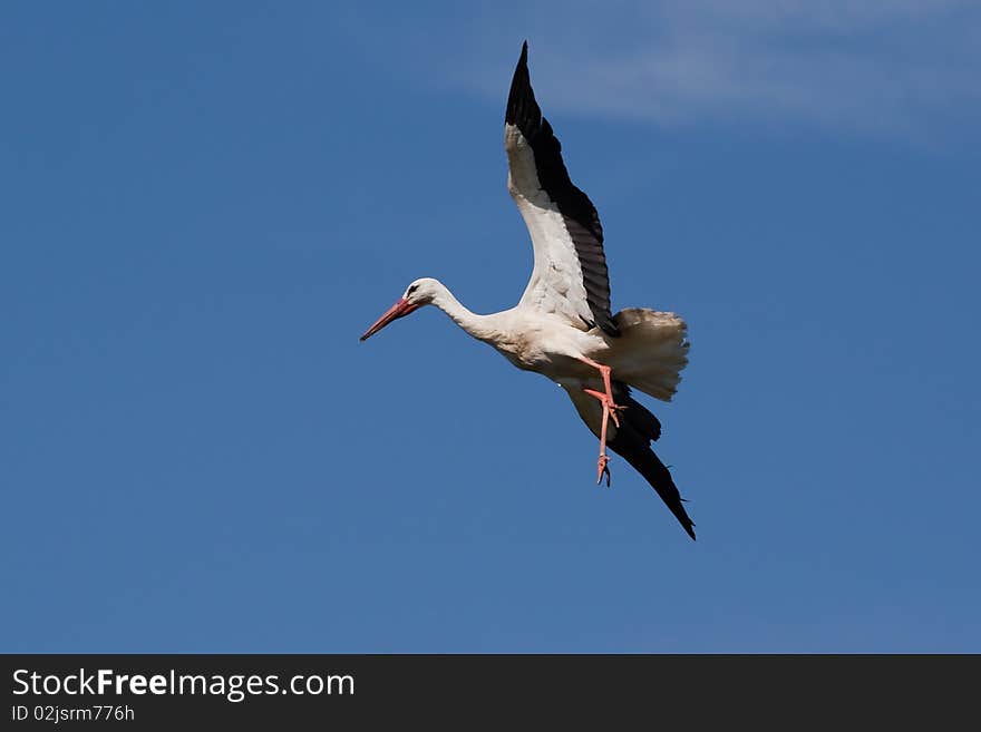 Stork is landing on nest against blue sky. Stork is landing on nest against blue sky