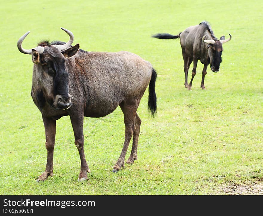 The Blue Wildebeest also called the Common Wildebeest, is a large antelope. The male is highly territorial using scent markings and other devices to protect his domain. The largest population is in the Serengeti, numbering over one million animals. The Blue Wildebeest also called the Common Wildebeest, is a large antelope. The male is highly territorial using scent markings and other devices to protect his domain. The largest population is in the Serengeti, numbering over one million animals.