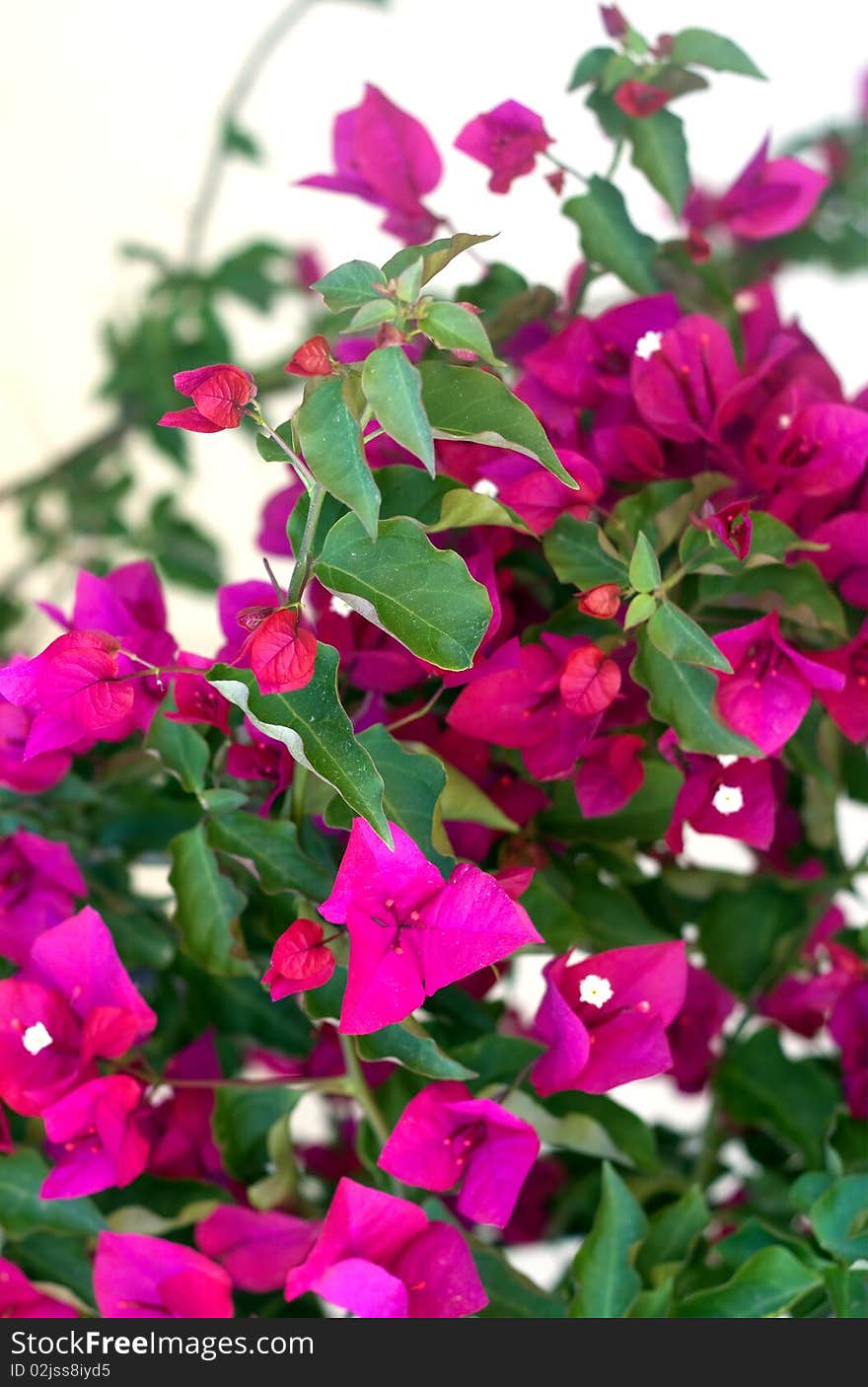 Bougainvillea Flowers