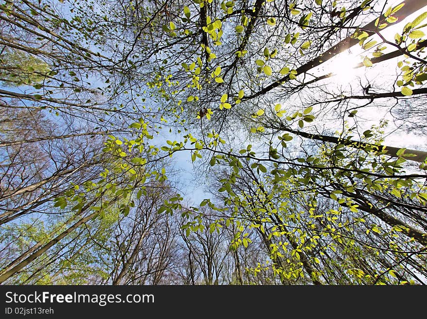 Photograph of the tree canopy