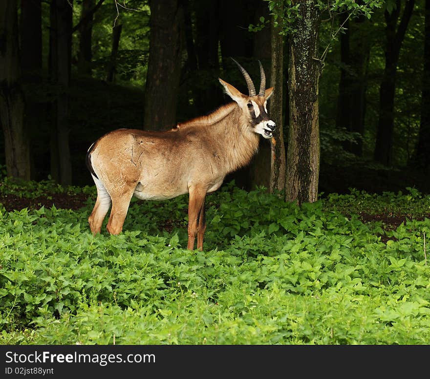 The Roan Antelope is a savanna antelope found in West, Central, East Africa and Southern Africa. Roan Antelope commonly fight among themselves for dominance of their herd, brandishing their horns while both animals are on their knees. The Roan Antelope is a savanna antelope found in West, Central, East Africa and Southern Africa. Roan Antelope commonly fight among themselves for dominance of their herd, brandishing their horns while both animals are on their knees.