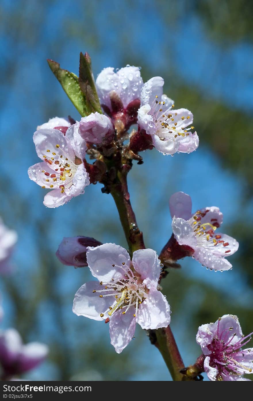 Blooming peach tree in spring after rain, close up. Blooming peach tree in spring after rain, close up.