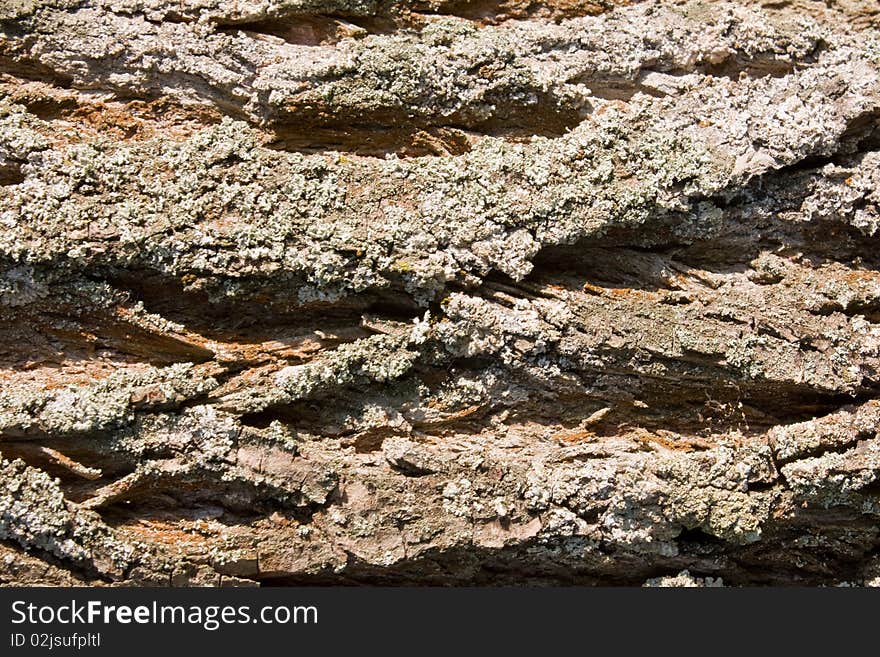 Bark from an old tree a background. Bark from an old tree a background