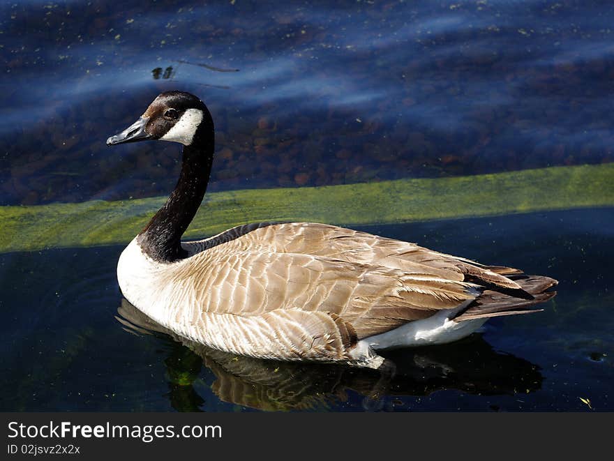 Canadian goose in the water