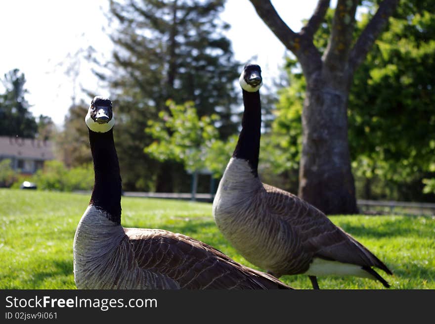 Canadian goose couple