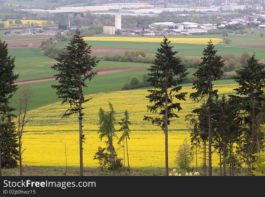 Outskirts Of Town And Canola Fields.