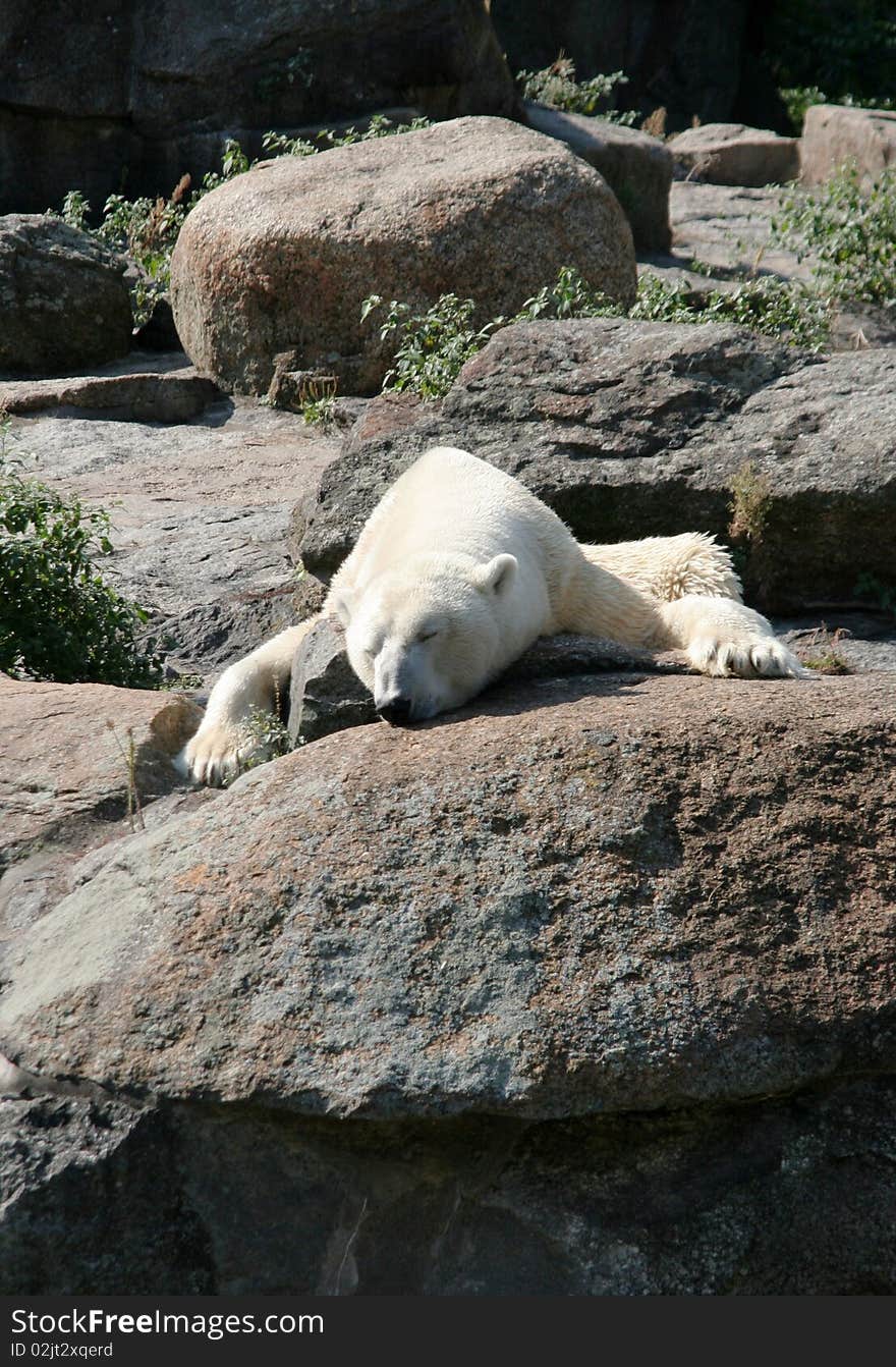 Sleeping polar bear, Berlin zoo