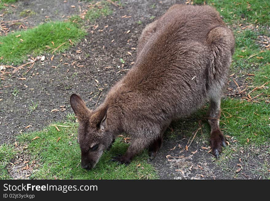 An Australian wallaby foraging for food.