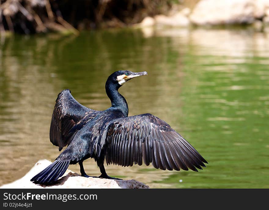 Black Cormorant standing on a rock near a pond drying his wing