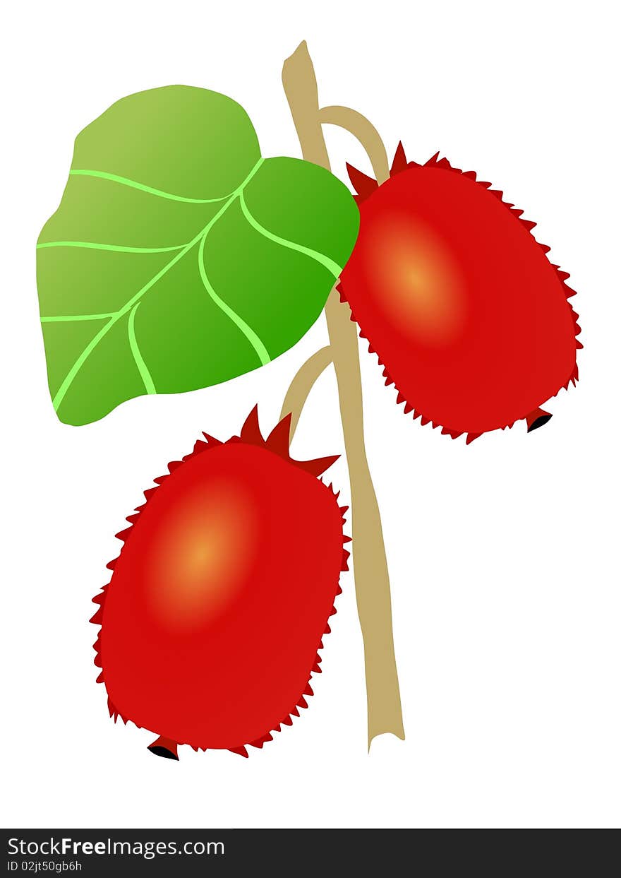 Vector colored illustration of actinidia