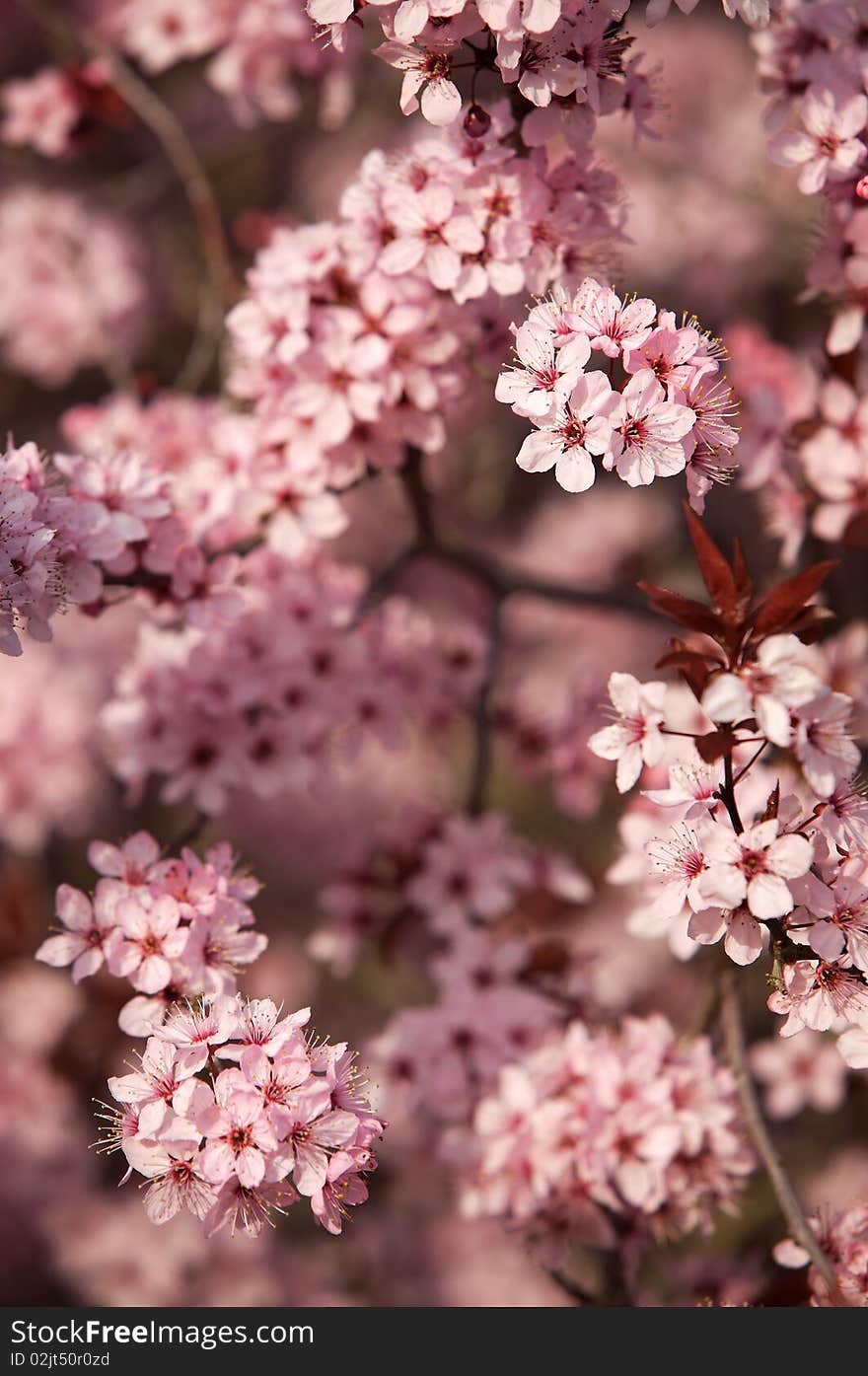 Blooming tree