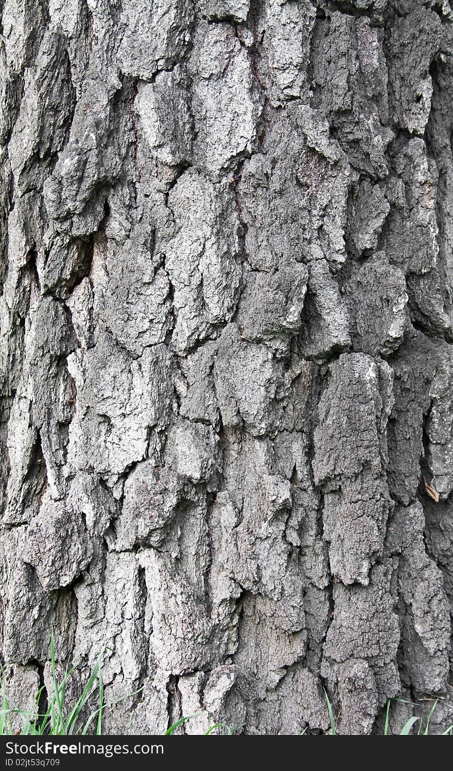 Old Birch Tree Bark