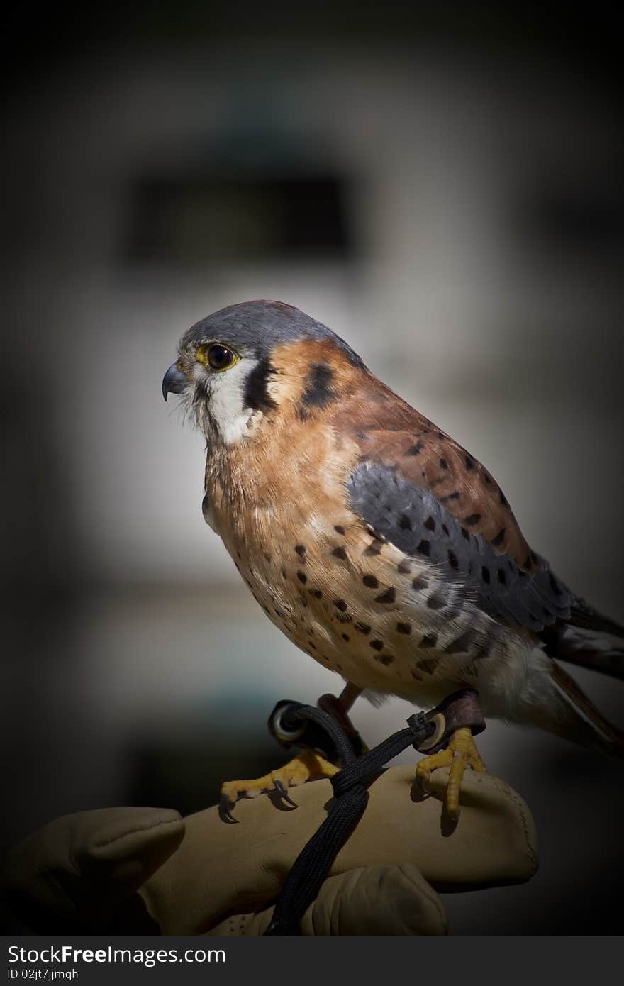 A portrait of a Falcon