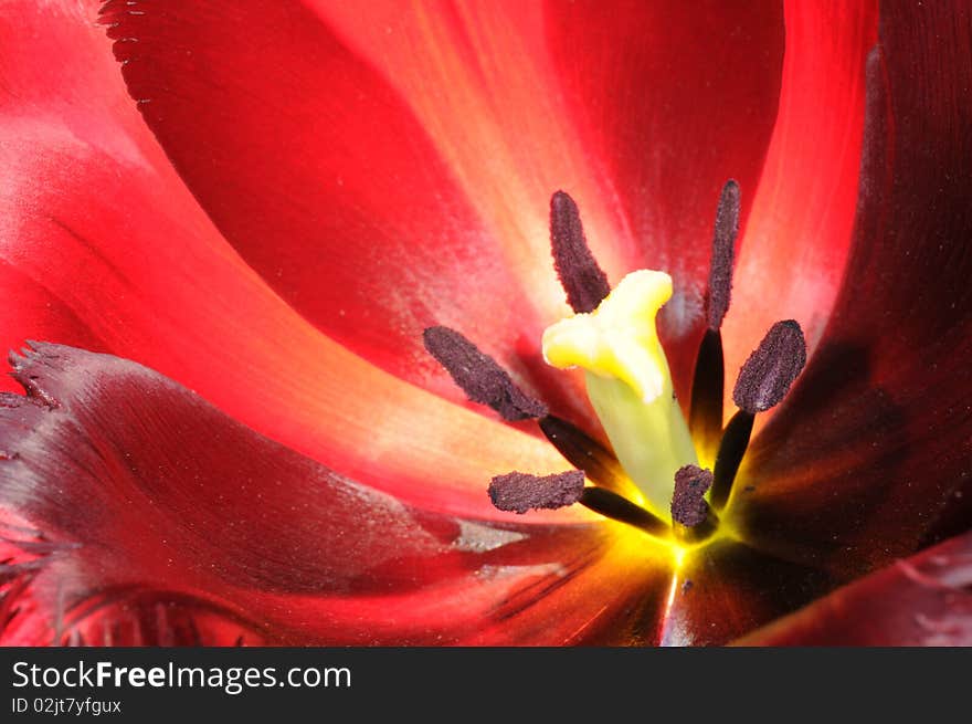 Extreme close-up on center part of blossoming tulip