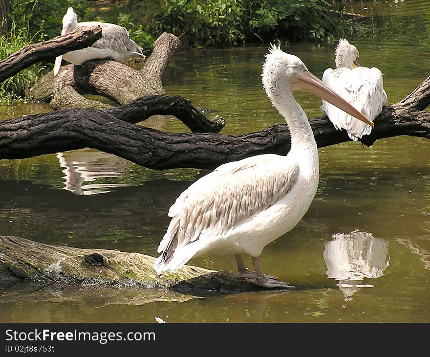 Family pelicans resting on the shore of the lake. Family pelicans resting on the shore of the lake.