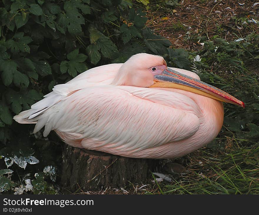 White Pelican resting in the shade of a tree. White Pelican resting in the shade of a tree.