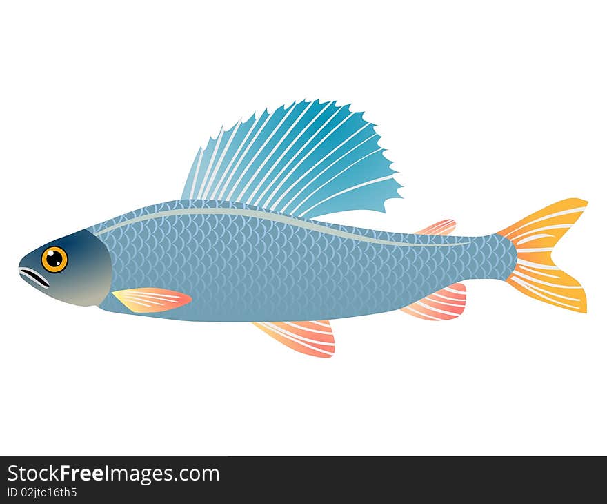 Colored vector illustration of grayling