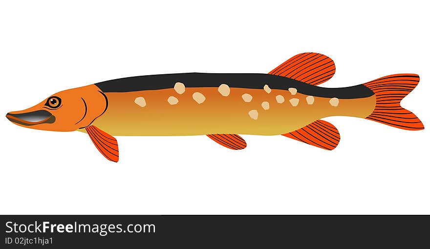 Colored vector illustration of pike