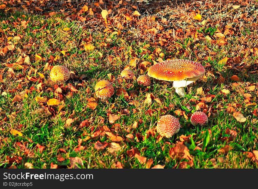 The bright family of mushrooms